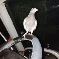جوجه هستی