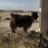 بز چاق قصابی در بیضا