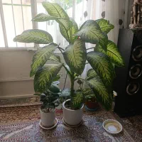 گل دیفن زیبا پر از برگ