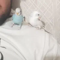 مرغ عشق انگلیسی