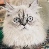گربه هیمالین یکساله ماده