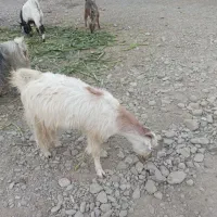 گوسفندفروشی