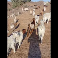 کهره بره فروشی|حیوانات مزرعه|جیرفت, |دیوار