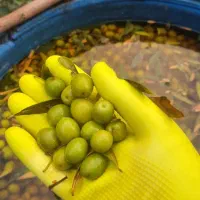 فروش زیتون کنسروی درجه یک