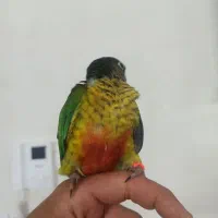 گرینچیک یلو ساید