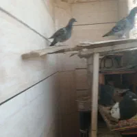 فروش کفتر