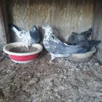 تعدادی کبوتر بومی و پلاکی بفروش می رسد|پرنده|ساوه, |دیوار