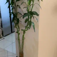 گل و گیاه|گل و گیاه طبیعی|شاهینشهر, مخابرات (شهید بهشتی)|دیوار