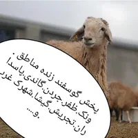 ٪گوسفند فروشی پایتخت .خرید حضوری وارسال بره زنده|حیوانات مزرعه|تهران, ونک|دیوار
