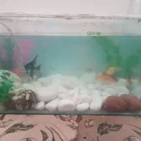 ماهی و اکواریوم