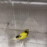 قناری ماده رسمی بلند7500000