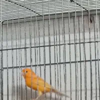 قناری نر اماده