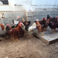 فروش خروس محلی|حیوانات مزرعه|خفر, |دیوار