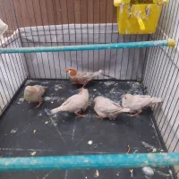 جفت فنچ اورنج با ستا جوجه