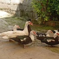 اردک اسرائیلی هم داشتی هم گوشتی