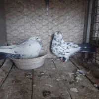 کبوتر پرشی ،پلاکی|پرنده|مبارکه, |دیوار