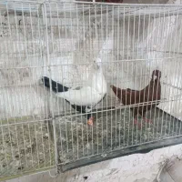 سرخ دم سفید چتن سیاه