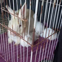 خرگوش|موش و خرگوش|گرگان, |دیوار