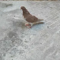 خوشرنگ زرد .پلاکی سیاه|پرنده|شیراز, گچی|دیوار