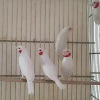 فنچ گلدین ، جفت مولد رنگ خاص ، کینگ سایز|پرنده|تهران, شهرک ولیعصر جنوبی|دیوار