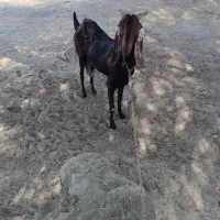 فروش بز ماده 13000000|حیوانات مزرعه|دشتیاری, |دیوار