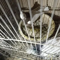 طوقی|پرنده|مشهد, میان ولایت|دیوار