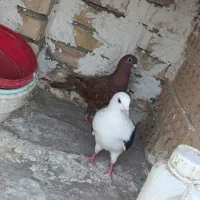کفتر