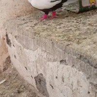 دم سیاه گرفتنی