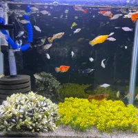 ماهی اکواریوم