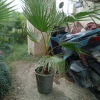 گل گیاه فضای سبز پالم