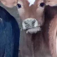 گوساله نر در رامهرمز|حیوانات مزرعه|اهواز, ۳۰ متری|دیوار