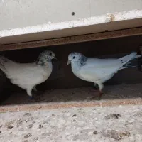 فروش جفت جوجه کله دمسبز پرش بالا|پرنده|کیش, |دیوار