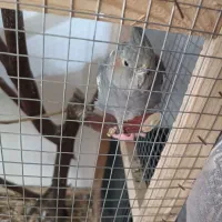 سه عدد عروس هلندی دو‌تا نر و یکی‌ماده ب فروش میرسد