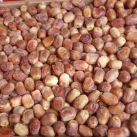 فروش عمده ی خرمای زاهدی سایز ریز و درشت