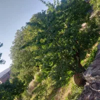 باغ بدون حصار