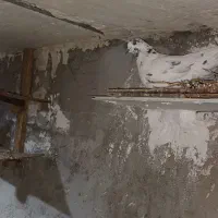کبوتر|پرنده|باغ ملک, |دیوار