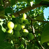 فروش انواع نهال بادام و گردو دیرگل|خدمات باغبانی و درختکاری|تربت‌حیدریه, قائم|دیوار