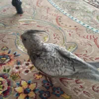 عروس هلندی وایت فیس معاوظه با جفت عروس