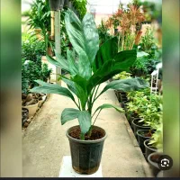 گل های اپارتمانی