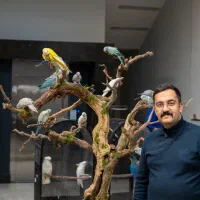 انواع طوطی راهب جوجه و جفت مولد اقساطی