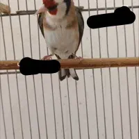 سهره مست عربده کش