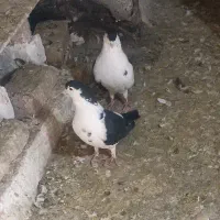 کفتر جفتگاه|پرنده|مشهد, شهید قربانی|دیوار