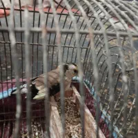 فروش سهره ماده کار داره|پرنده|فیروزآباد (فارس), |دیوار