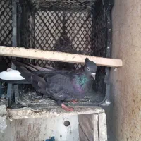 یک جفت زاغ|حراج|بروجرد, |دیوار