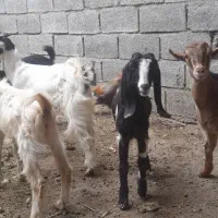 بز ۵ عدد نر اوماده|حیوانات مزرعه|شادگان, |دیوار