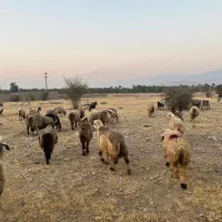 فروش 56 راس میش ترکی بختیاری  گوسفند داشتی ابستن