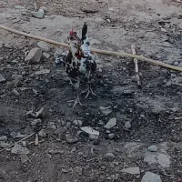 مرغ گلین تخم گذار