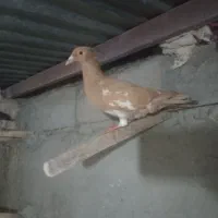 کارل ملیومنز