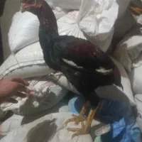 جوجه خروس لاری ۵ماهه از بهترین نژاد|حیوانات مزرعه|شاهین دژ, |دیوار