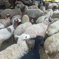 فروش گوسفند   گوشتی ***